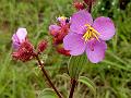 Hairy Osbeckia